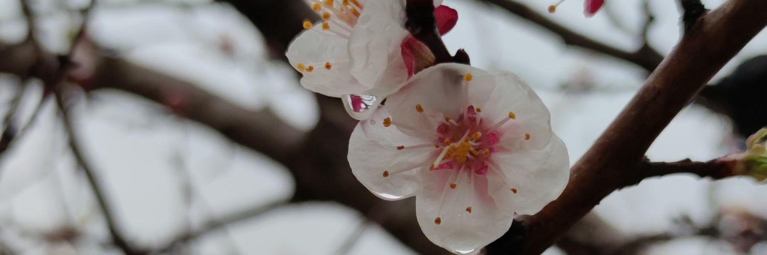 YunaLuvCookies's profile banner image