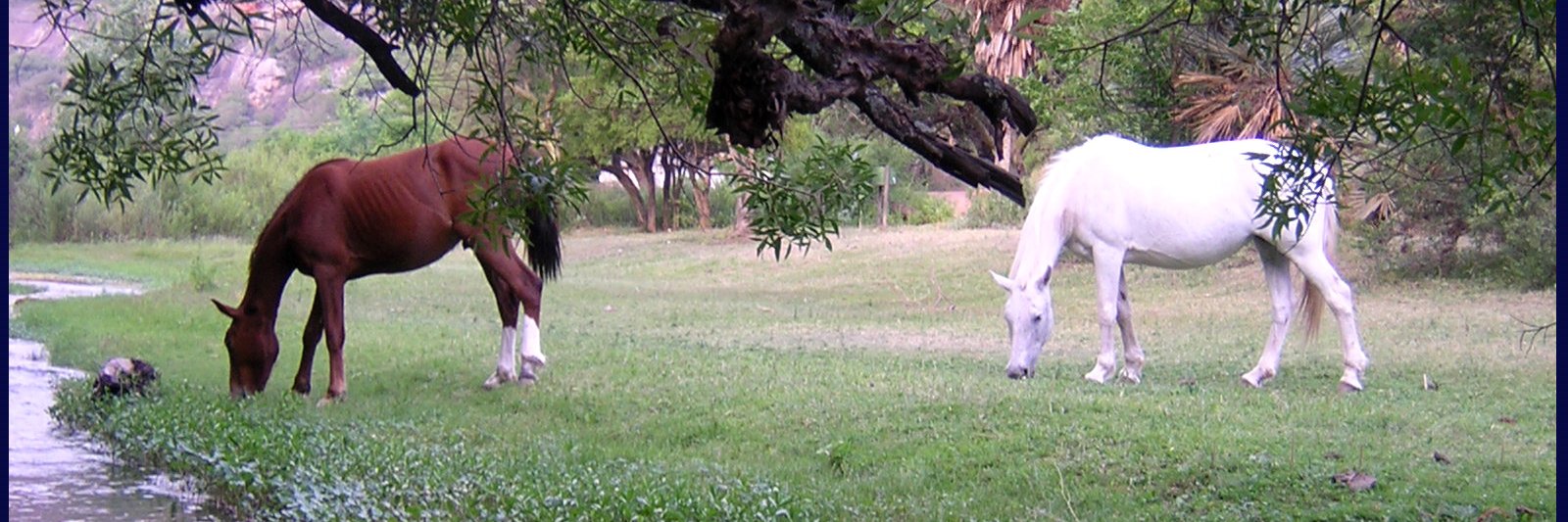 Terola Merula banner