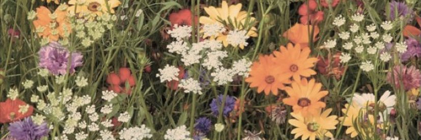 _oliviavinci's profile banner image