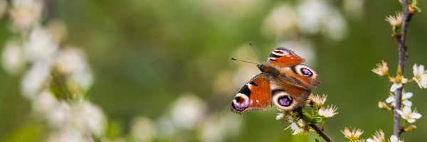 Jamesoneillii Profile Banner