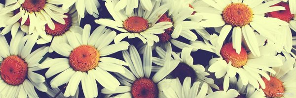 postolovski Profile Banner