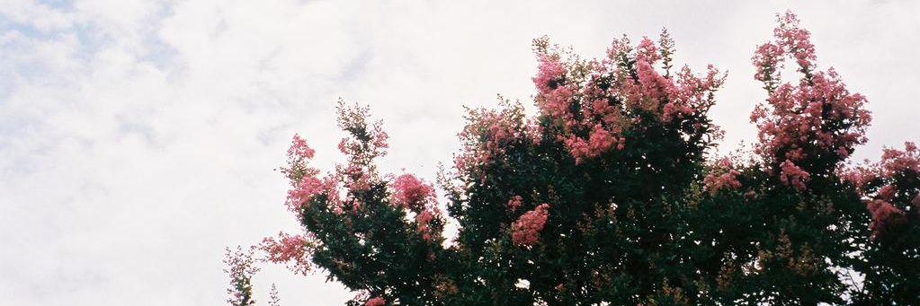 meg_shi's profile banner image