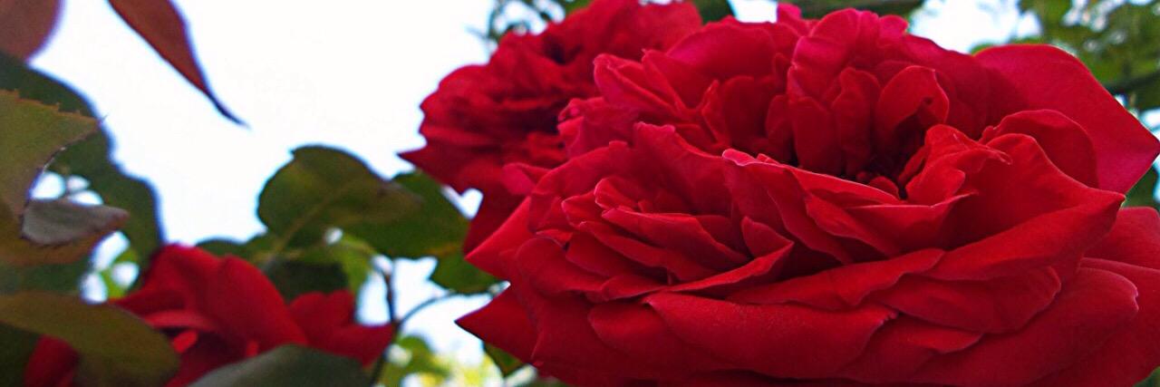 moneer_rawhi's profile banner image