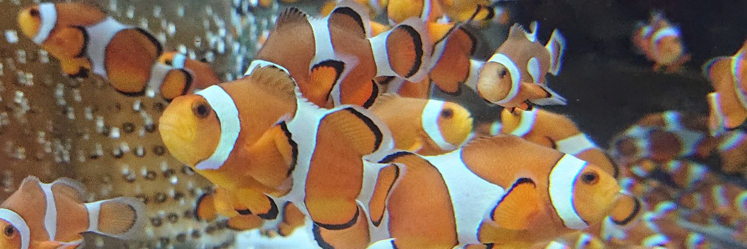 Hanetomo1986's profile banner image