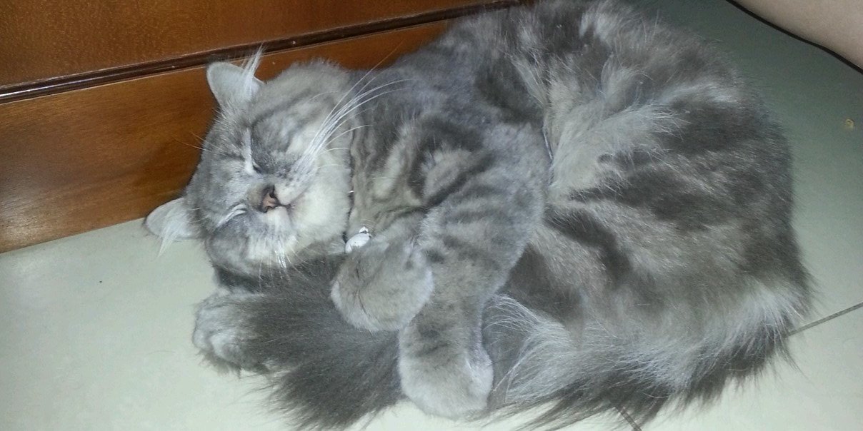 popondskithecat's profile banner image