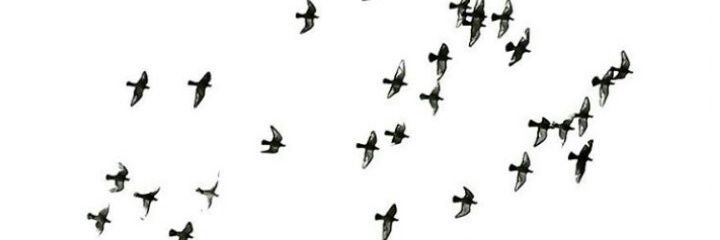 nmelissaflorez's profile banner image