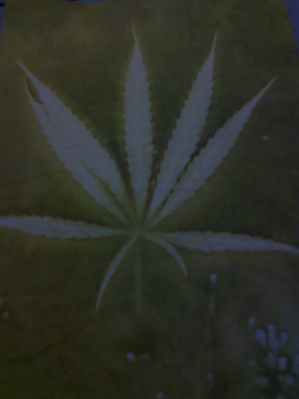 StonedNatty's profile banner image