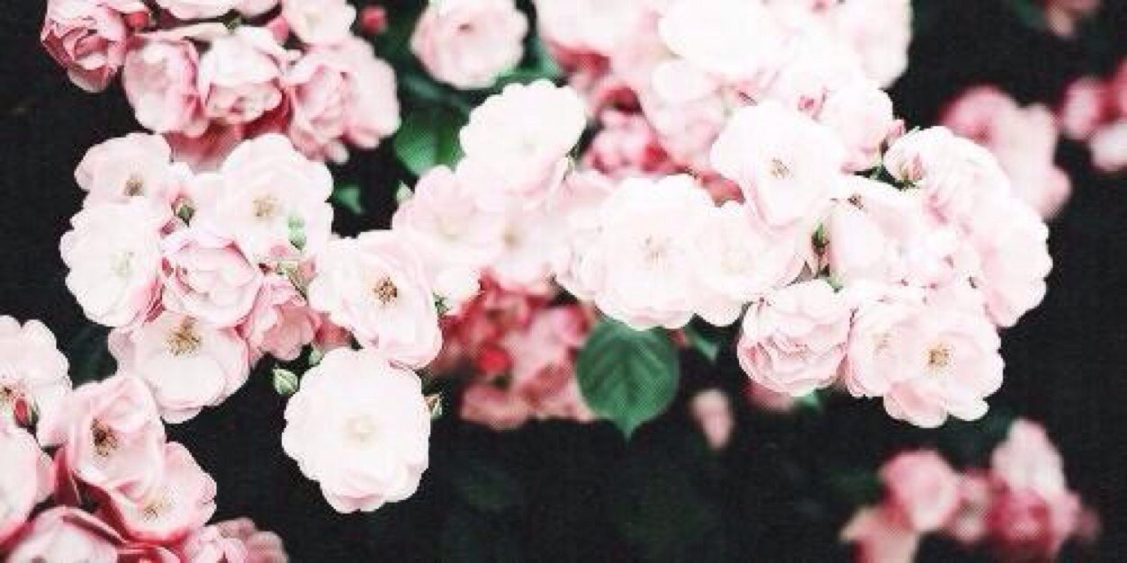 alyssafarber__'s profile banner image