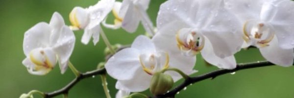 susanvvs Profile Banner