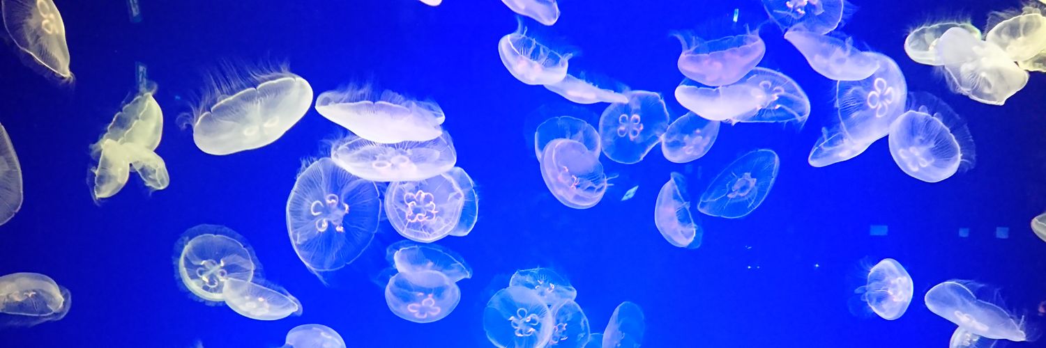 514cluster's profile banner image