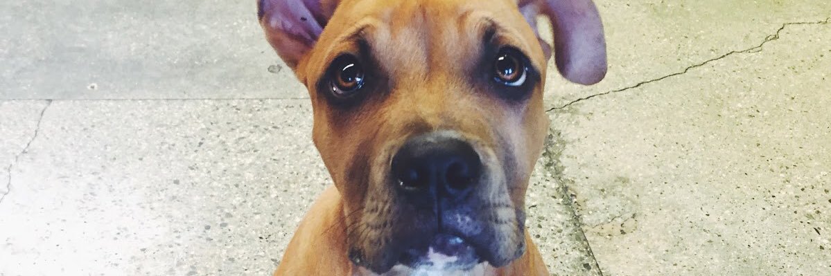 BeYourPetsVoice's profile banner image