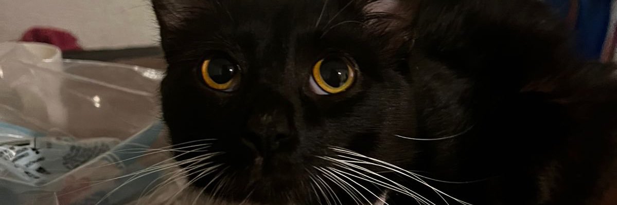 Aleksquien's profile banner image