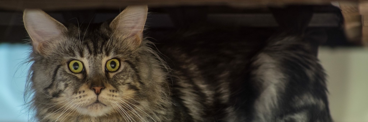 Волшεδный Kовἔρ banner