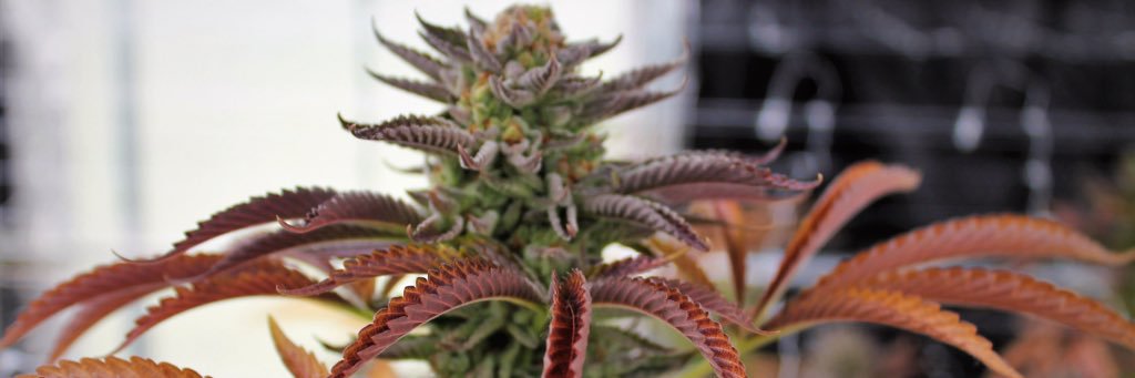 FIVE ZERO TREES banner