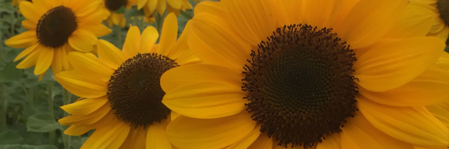 fikaost's profile banner image