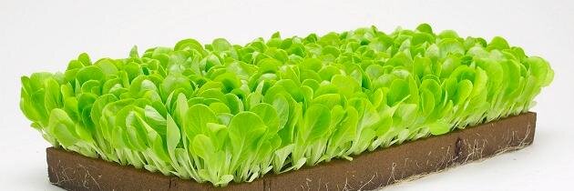 farmhydroponics's profile banner image