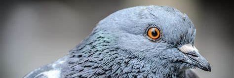 Timthepidgeon's profile banner image