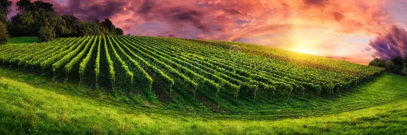 Eleanor_wines's profile banner image