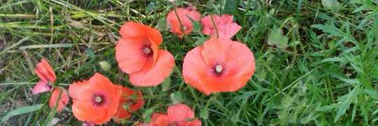 fee_carole's profile banner image