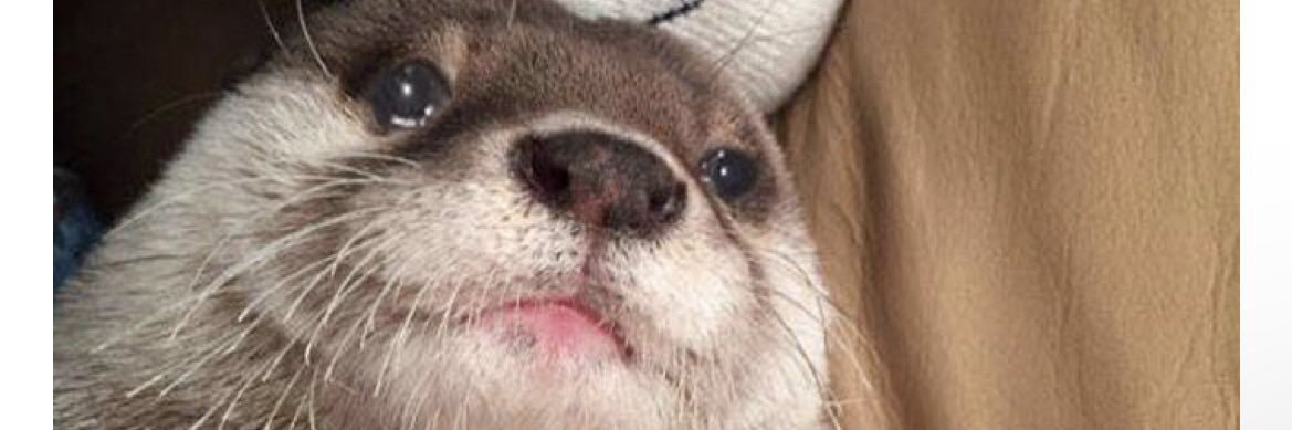 🦆Kevin Brown🦆 🌐 banner