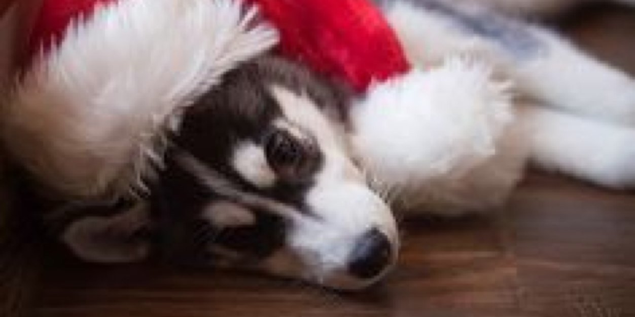 follow @anechusky banner