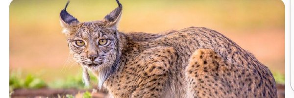 MJSWoodward Profile Banner