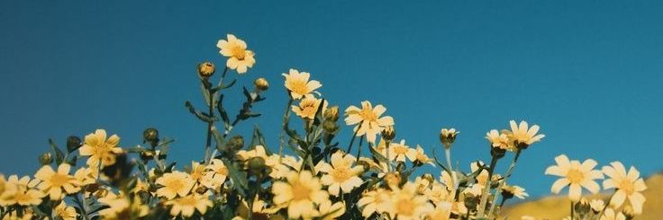 Fray ᵕ̈ banner