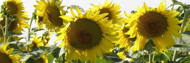 TreeFlower's profile banner image