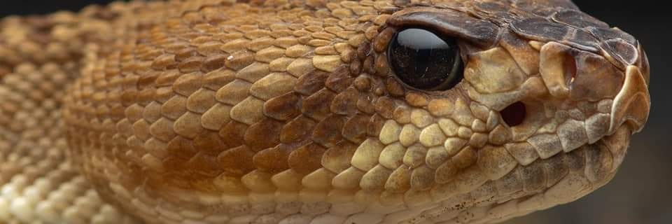 crotalus87's profile banner image