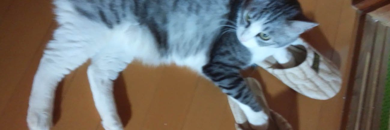 hamamahi's profile banner image