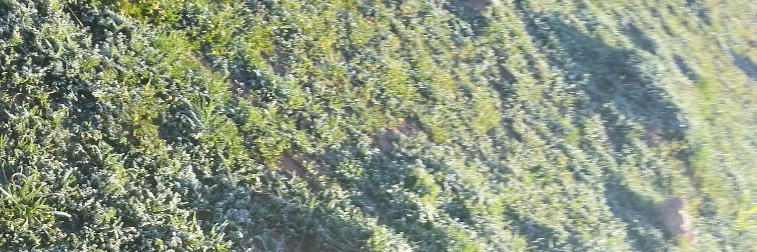 ghoenmm's profile banner image