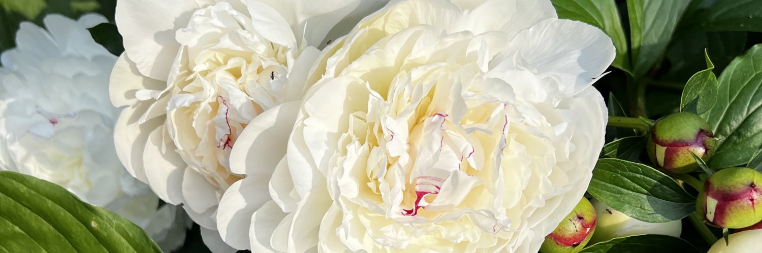 BessassiTajouri's profile banner image