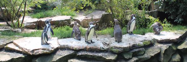 tdelev Profile Banner