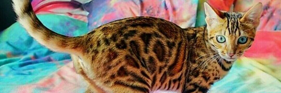CataVillalta's profile banner image