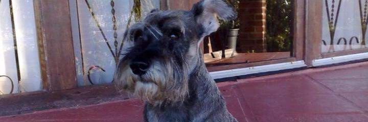 crist_aguiar's profile banner image