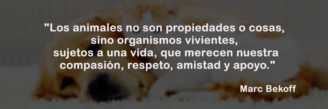 vidayrespetoani's profile banner image