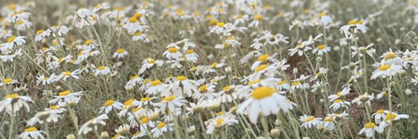 Altebainawi Profile Banner