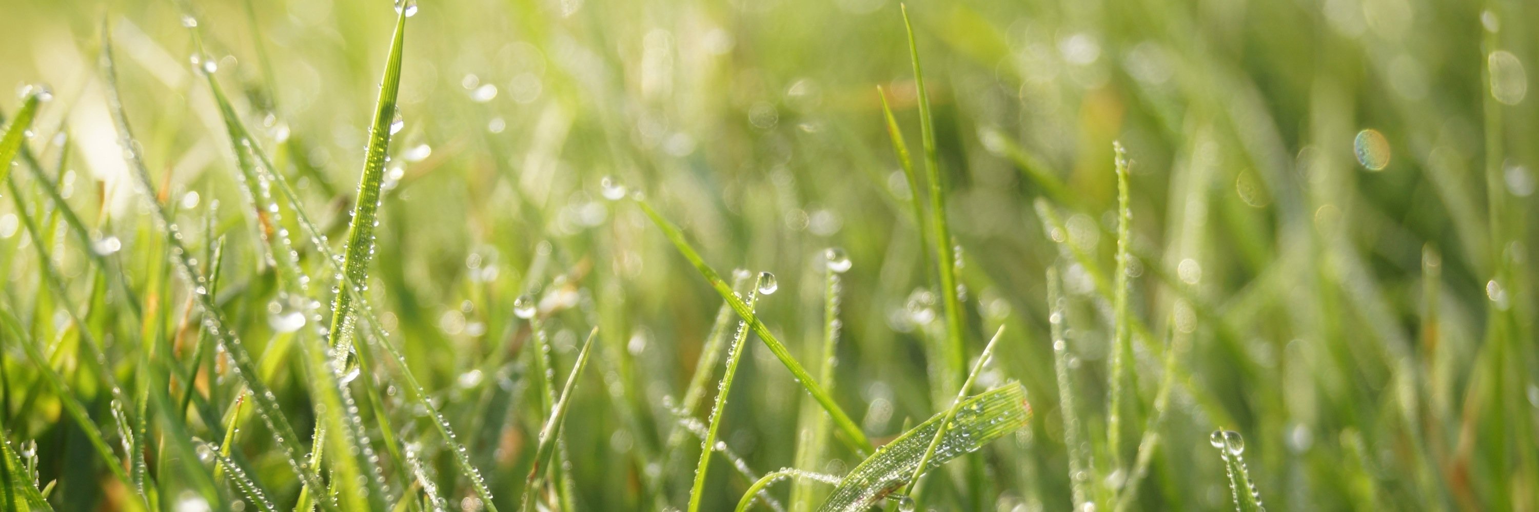 Florian Bremer banner