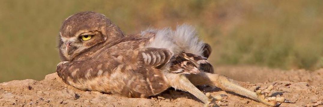 🔪kethibal (kethy)🔪 banner