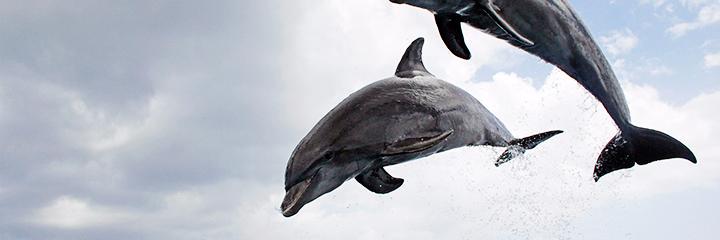 dolphinspycam's profile banner image
