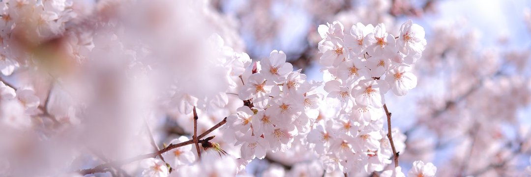 marupon_0526's profile banner image