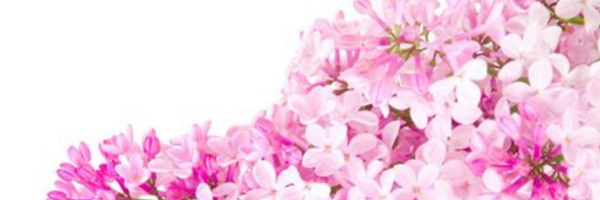 MuseAndReviews's profile banner image