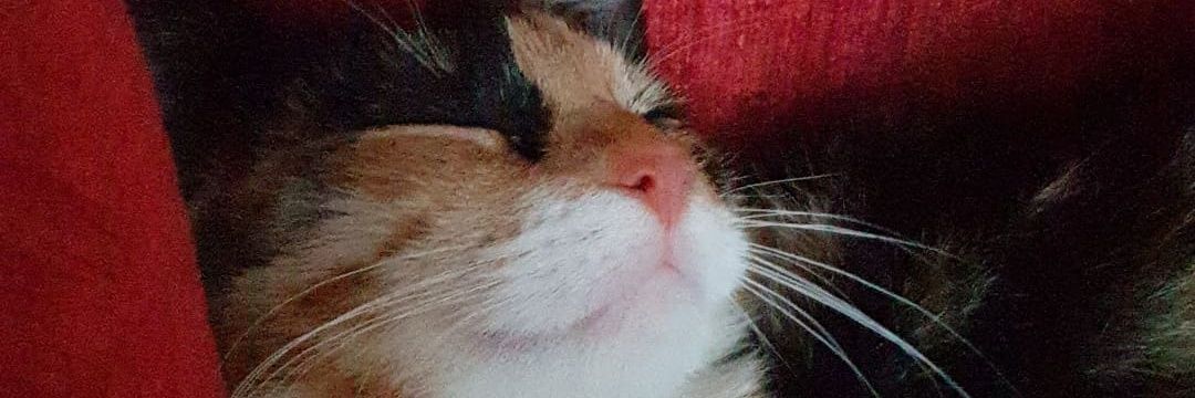 JessLouiseF's profile banner image