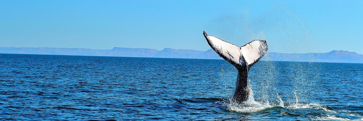 MazabaShark's profile banner image
