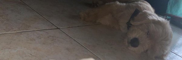 TheLadyAyo Profile Banner