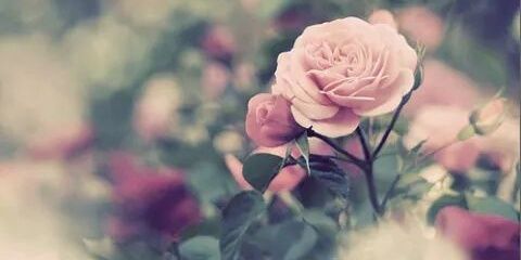 Sarah_Mans0ur's profile banner image