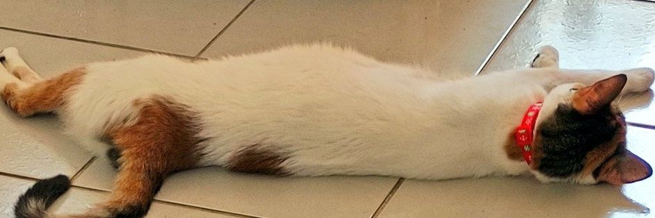 ⛱️☀️ Summer Zue ☀️⛱️ banner