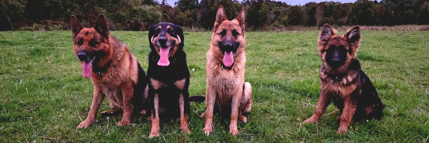 Cristian Palma Valdés. 🇨🇱👍 banner