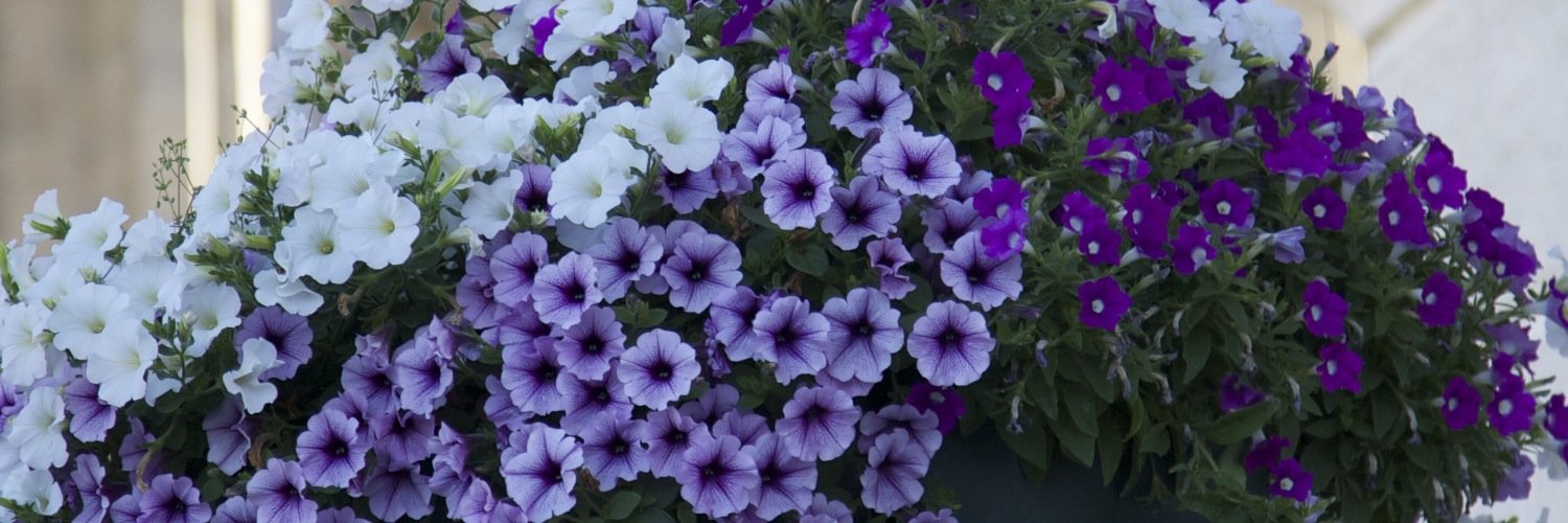 Sugar_Polyanka's profile banner image