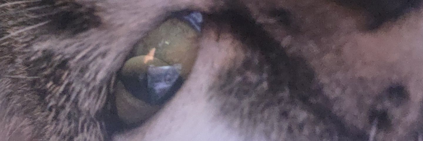 RammsTV's profile banner image